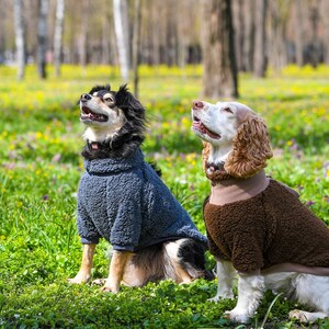 Puede incluir: Dos perros con su&eacute;teres sentados en un campo de hierba. Uno lleva un su&eacute;ter azul, el otro un su&eacute;ter marr&oacute;n. Los perros miran hacia arriba con la boca abierta. El fondo es un borr&oacute;n de &aacute;rboles y luz solar.