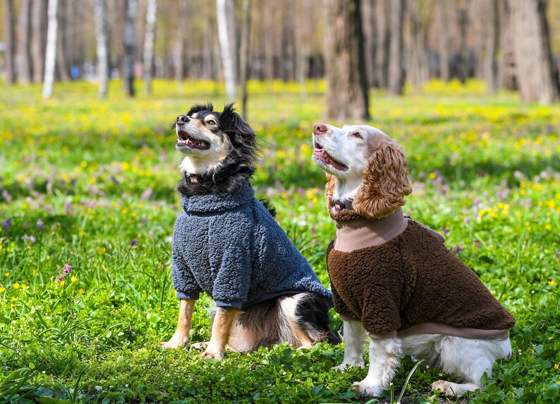 Puede incluir: Dos perros con su&eacute;teres sentados en un campo de hierba. Uno lleva un su&eacute;ter azul, el otro un su&eacute;ter marr&oacute;n. Los perros miran hacia arriba con la boca abierta. El fondo es un borr&oacute;n de &aacute;rboles y luz solar.