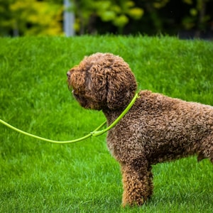 Rolled Leather Slip Lead Dog Leash: Soft Show Training Lead Green