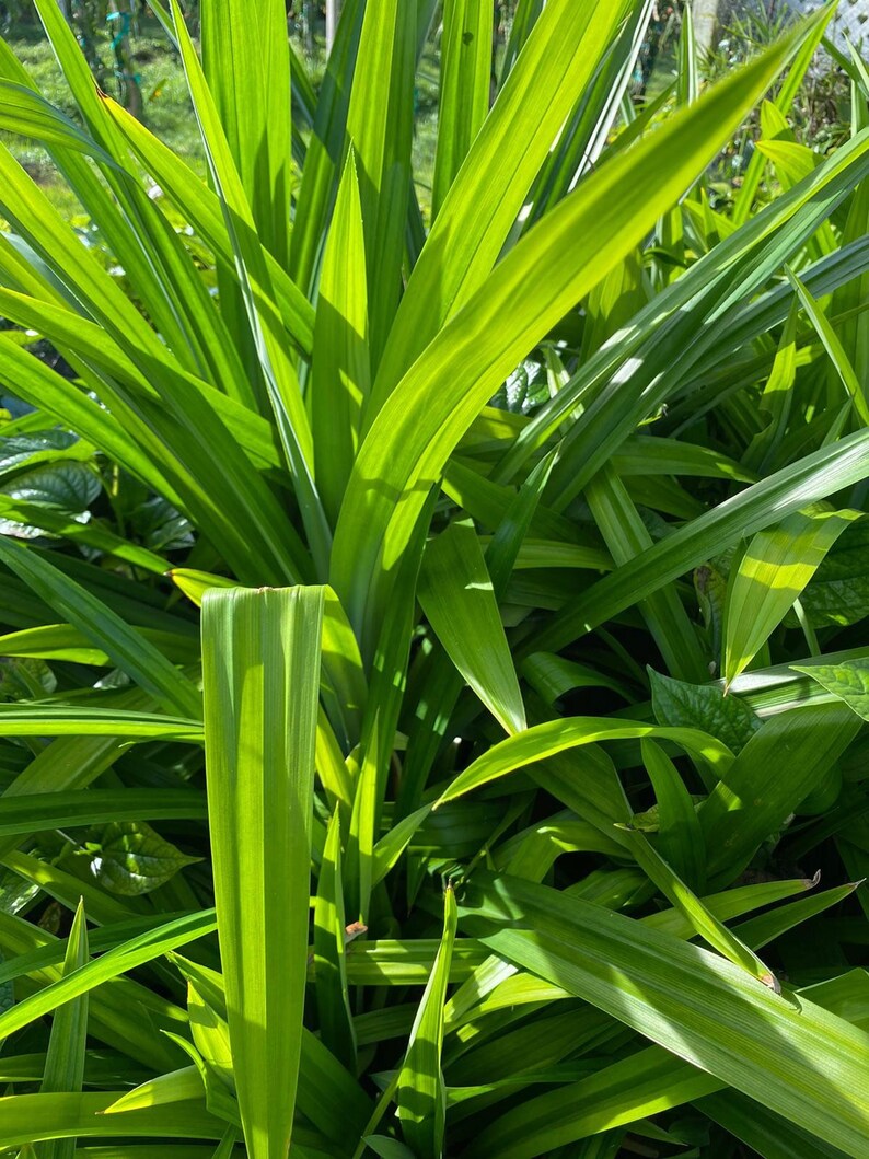 Pandan plant/ Pandanus amaryllifolius/ pandan leaves/ Pandanus Etsy