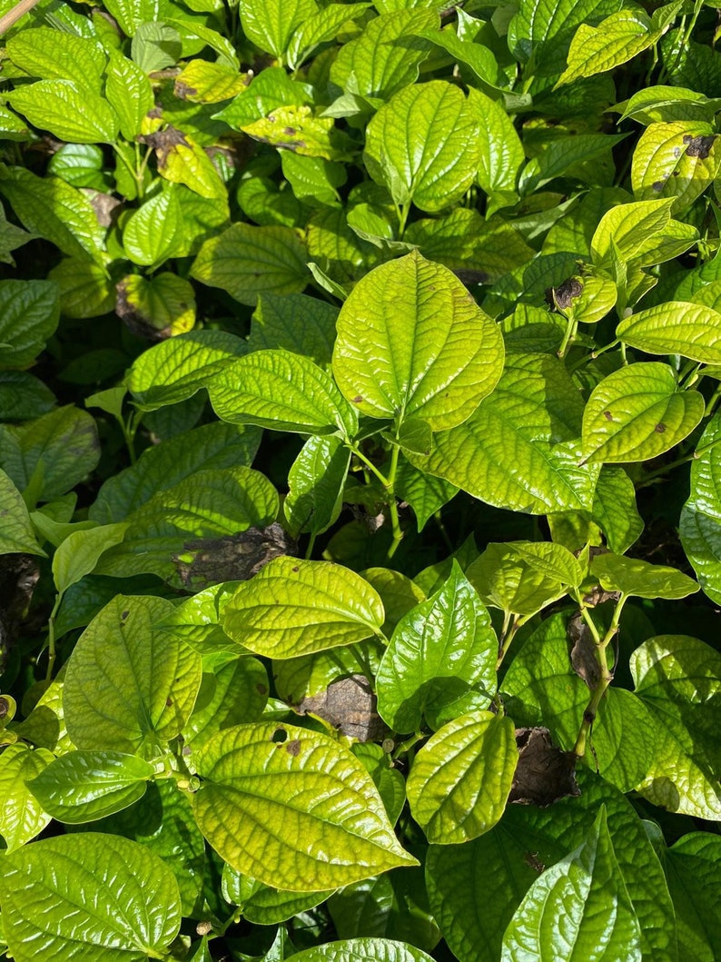 Piper sarmentosum/ lolot plant/ wild betel leaves plant