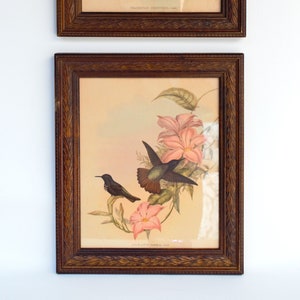 Pair of early 1900s J. Gould and Richter/Hullmandel Hummingbird Prints In Original Carved Wood Frames 13 1/2" x 11 1/2"