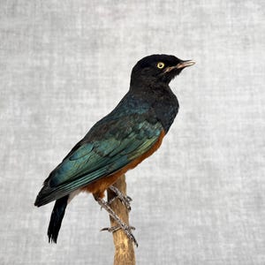 May include: A preserved bird with black and green feathers, a brown chest, and a yellow eye. The bird is perched on a wooden stick.