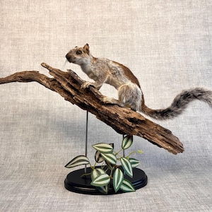 Könnte beinhalten: Ein präpariertes Eichhörnchen auf einem verwitterten Ast, montiert auf einem schwarzen Sockel. Das Eichhörnchen hat braunes und weißes Fell und einen buschigen Schwanz. Grün-weiß gestreifte Blätter sind ebenfalls vorhanden.