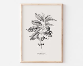 COP04/Coffee botanical print, Coffea Arabica, Illustration, Minimalist style