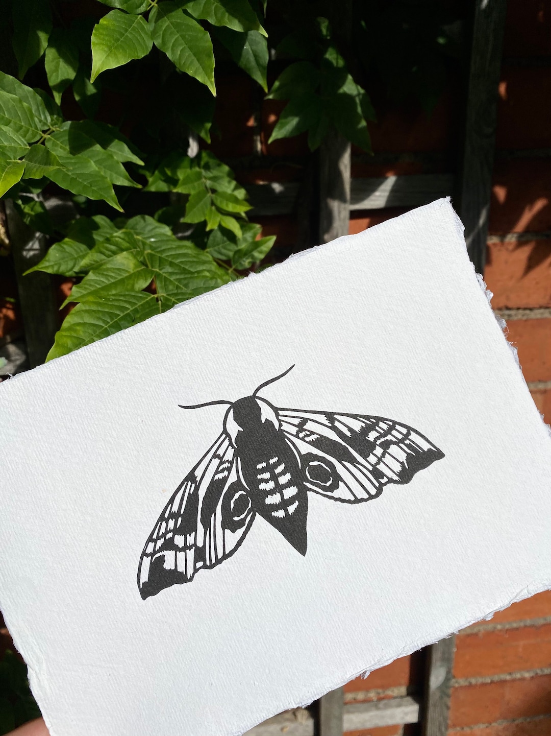 Hawk Moth Print Insect Print Moth Print Nature Print Linoprint - Etsy
