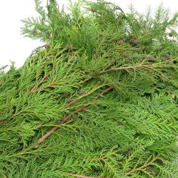 Fresh Cedar Branches Etsy