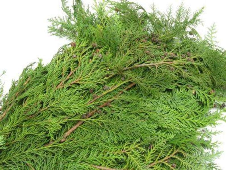 15 Fresh Cut Red Cedar Branches 6 8 or 12 Etsy