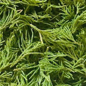 May include: A close-up image of a pile of fresh, green cedar sprigs.