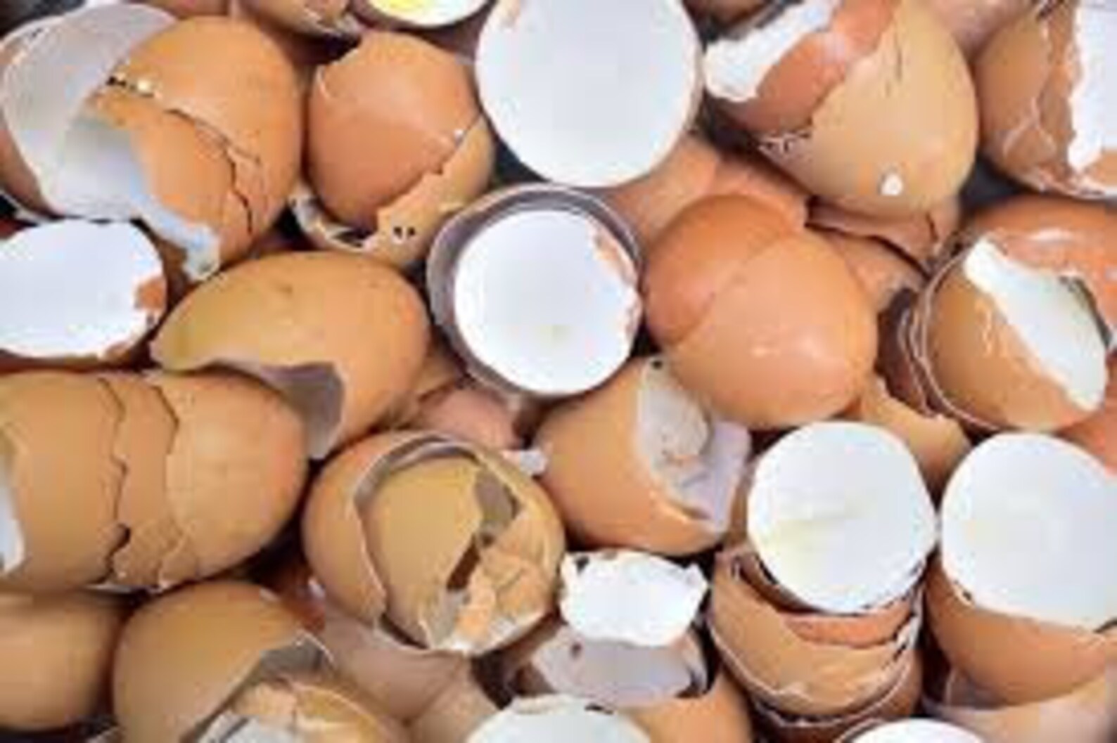 Brown egg shells fertilizer for plants. 2 oz. Etsy