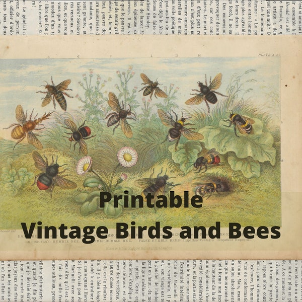 Vintage Birds and Bees Printables Digital, Insects, Hummingbirds, Nature, Junk Journal Collage, Art Journal, Prints for Framing