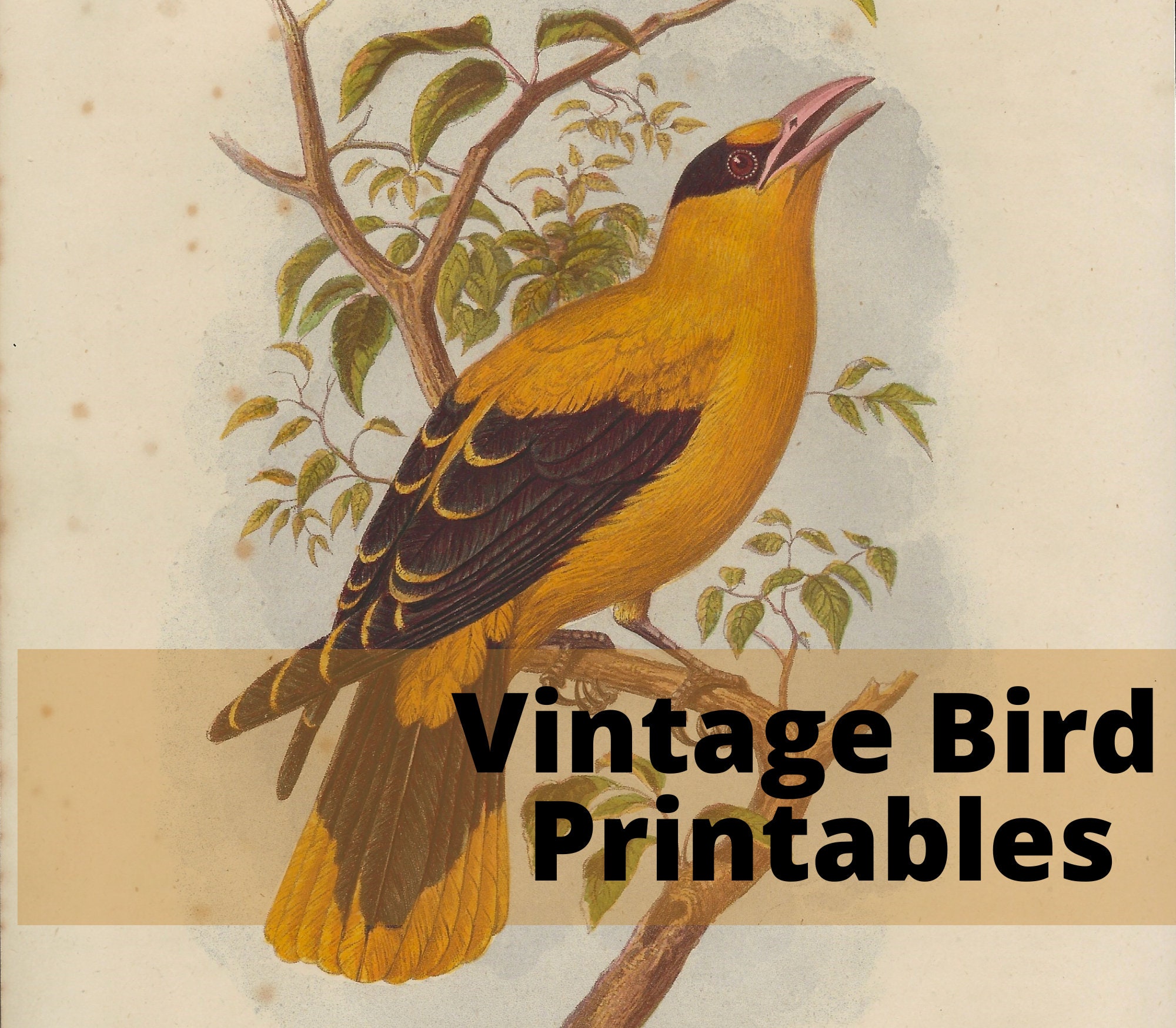 Vintage Bird Printables, 24 in All, 1880, Colour Plates &amp; Black and ...