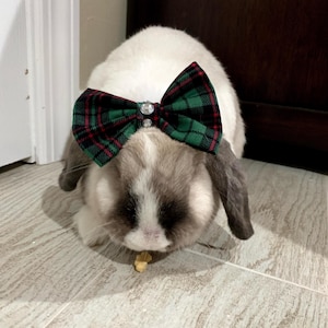 May include: A brown and white rabbit wearing a green and red plaid bow tie with rhinestones. The rabbit is looking down and eating a treat.
