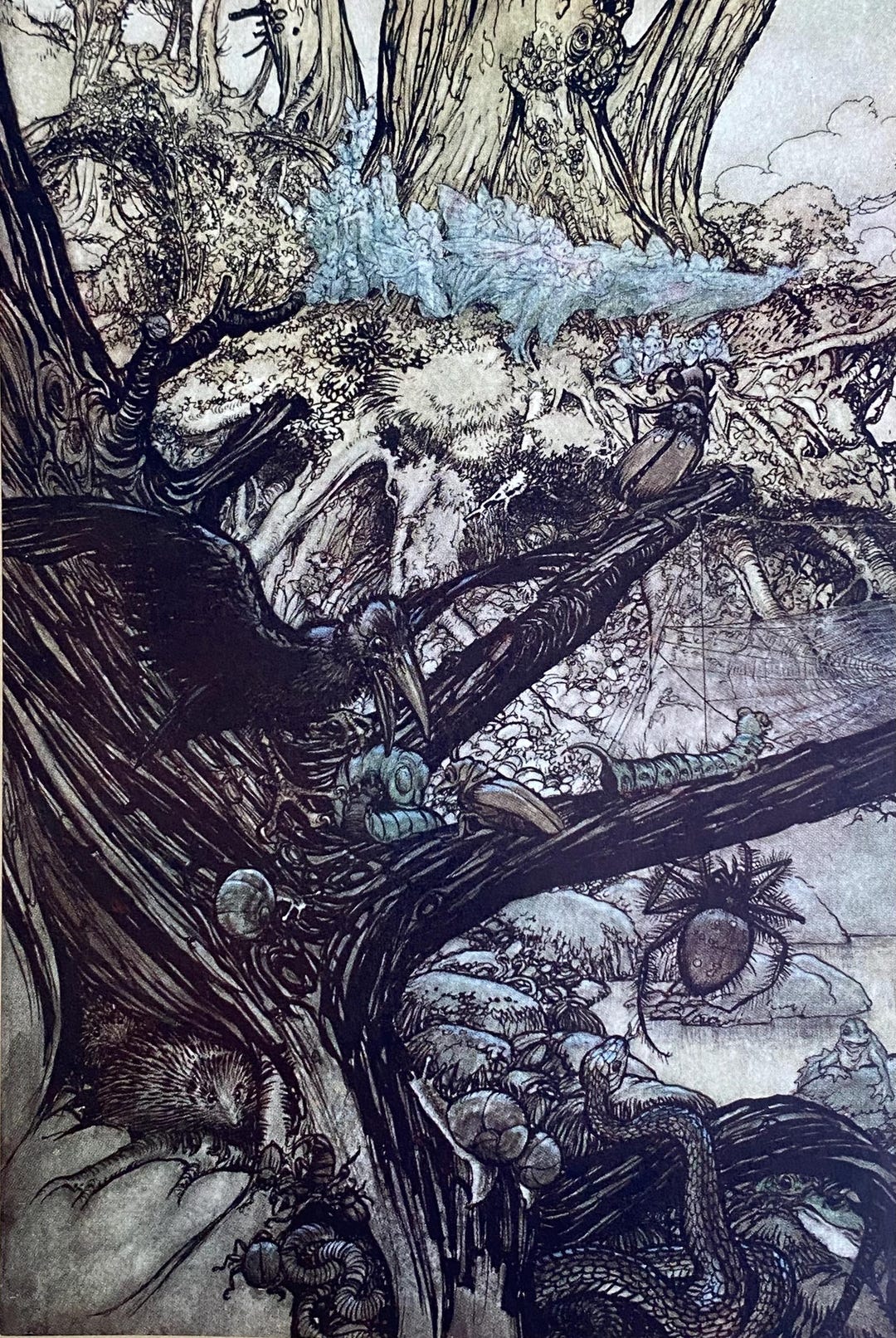 Arthur Rackham Fairy Print, A Midsummer Night's Dream, 1917 Original - Etsy