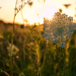 Wildflower Field Sunset Set