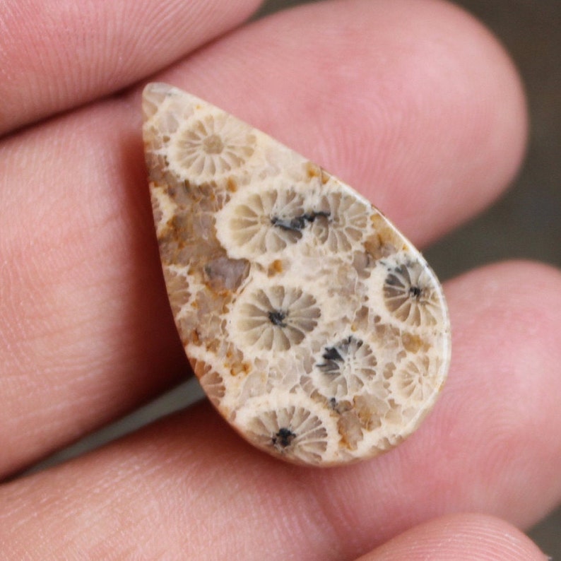 26x15x5 mm 17 Ctr. Making Pendant Loose Gemstone Semi Presiouse Fossil Coral Wonder Full Natural Fossil Coral Cabochon Gemstone