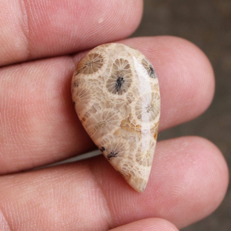 26x15x5 mm 17 Ctr. Making Pendant Loose Gemstone Semi Presiouse Fossil Coral Wonder Full Natural Fossil Coral Cabochon Gemstone
