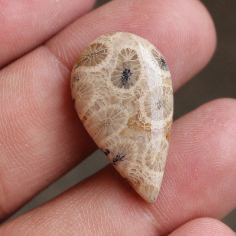 26x15x5 mm 17 Ctr. Making Pendant Loose Gemstone Semi Presiouse Fossil Coral Wonder Full Natural Fossil Coral Cabochon Gemstone