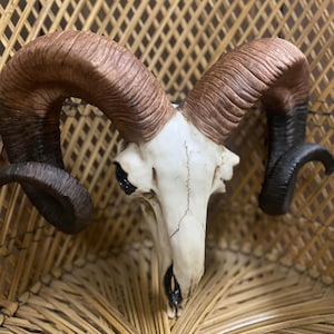 May include: A ram's skull with large, curved horns. The horns are a mix of brown and black, with a textured surface. The skull is off-white with dark eye sockets. The skull is a decorative item.