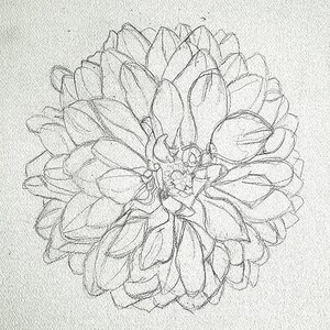 Puede incluir: Un boceto a l&aacute;piz de una flor de dalia. El dibujo muestra la disposici&oacute;n detallada de los p&eacute;talos, cada uno cuidadosamente delineado. La flor est&aacute; centrada, sobre un papel texturizado blanquecino, resaltando su forma y estructura compleja.