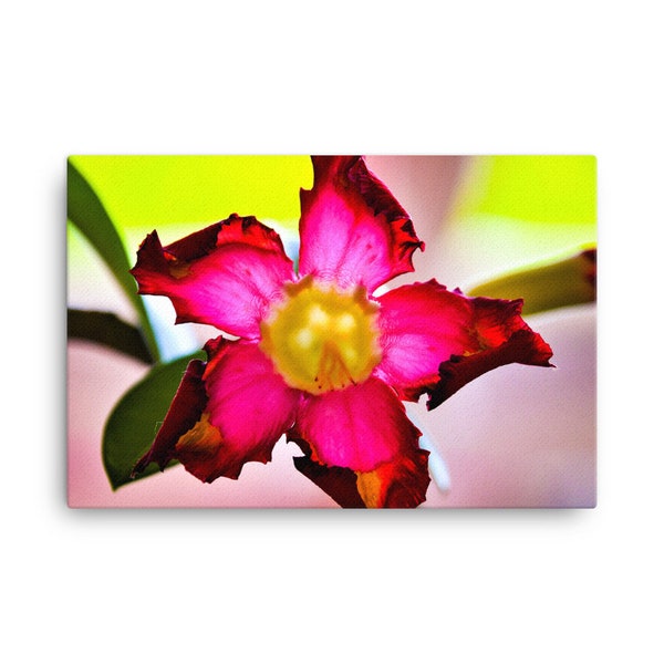 Desert Rose Canvas