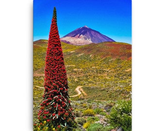 Tenerife Bugloss Canvas