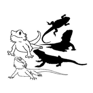 Bearded Dragon