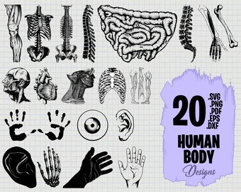 Download Human Body Svg Etsy
