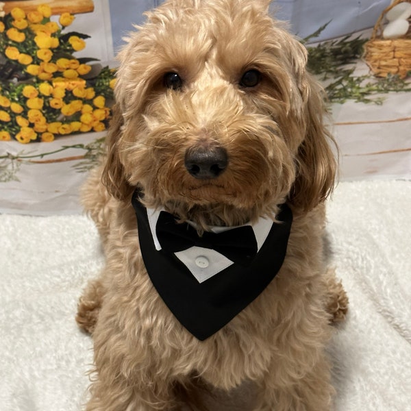 Tuxedo bandana, dog tuxedo, tuxedo collar, dog tuxedo bandana, dog wedding, wedding dog, bandana tuxedo