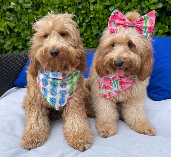 Watermelon Dog Bandana Pineapple Dog Bandana Personalized Dog