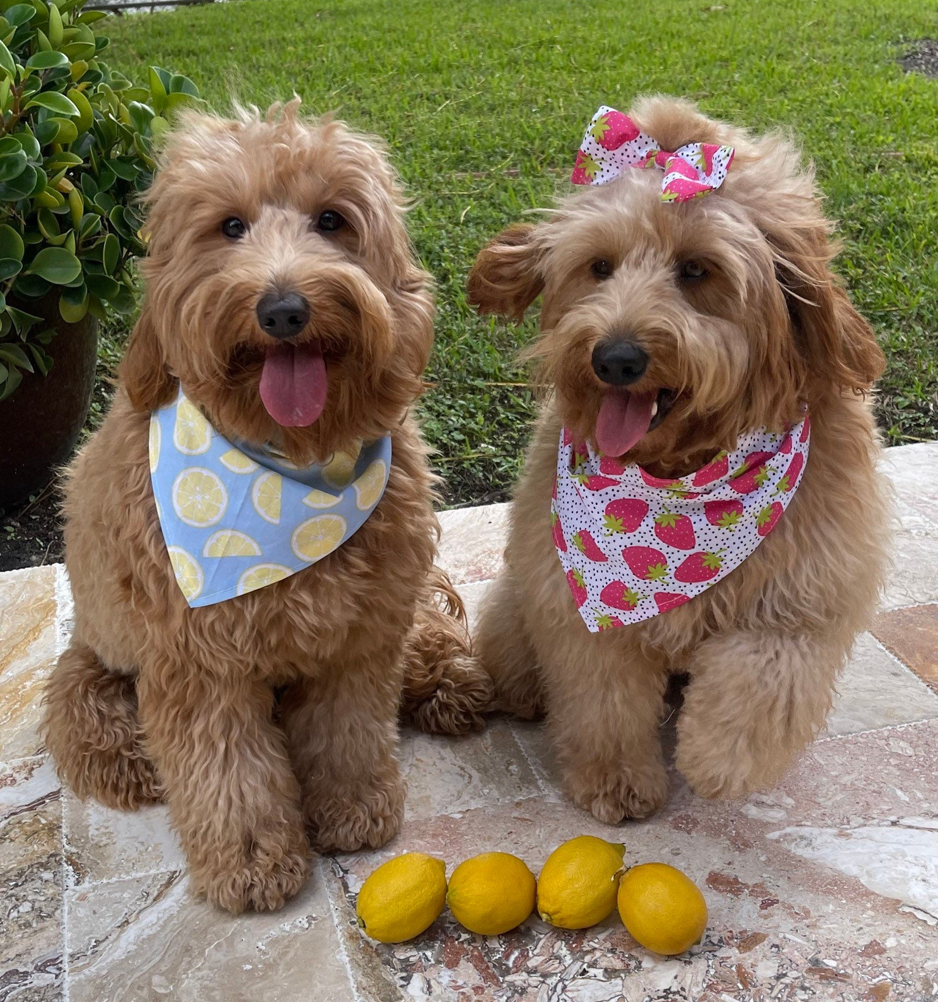 Bandana Dog Lemon Etsy -