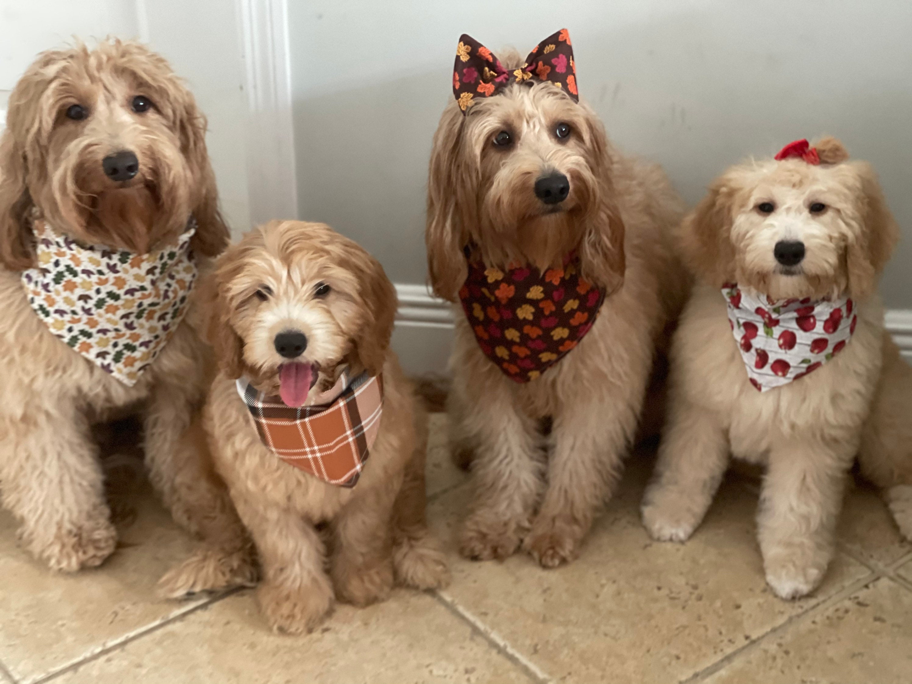 Fall Dog Bandana, Fall Dog Bow tie, Fall Dog, Fall dog bow, dog banda…