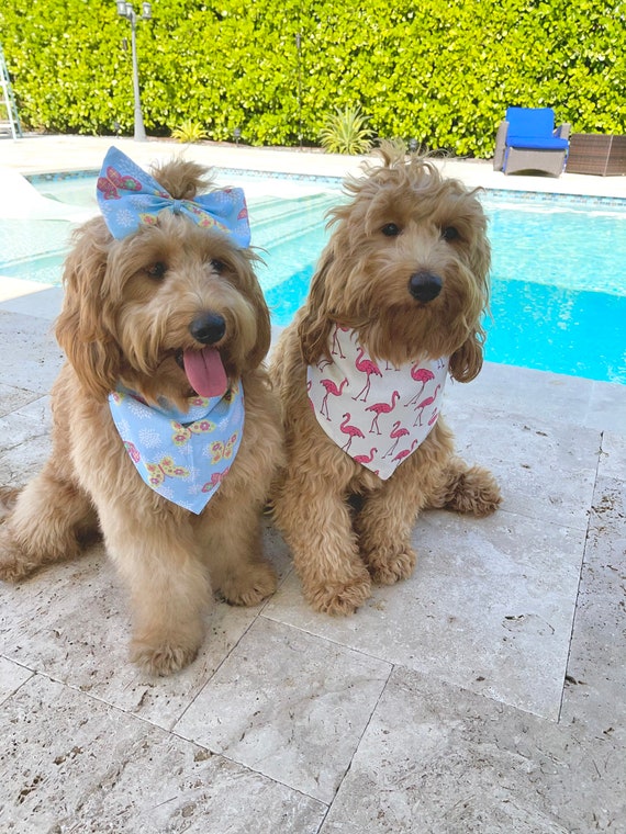 Flamingo hotsell dog bandana