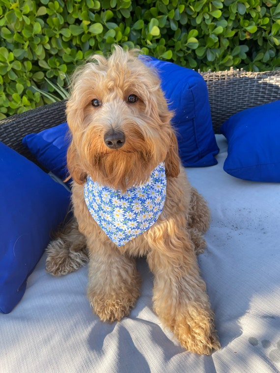 Daisy Dog Bandana Daisies Dog Bandana Dog Bandana Daisy Daisies Dog Lover Gift Dog Mom Personalized Dog Bandana Dog Bow Dog Bow Tie Etsy