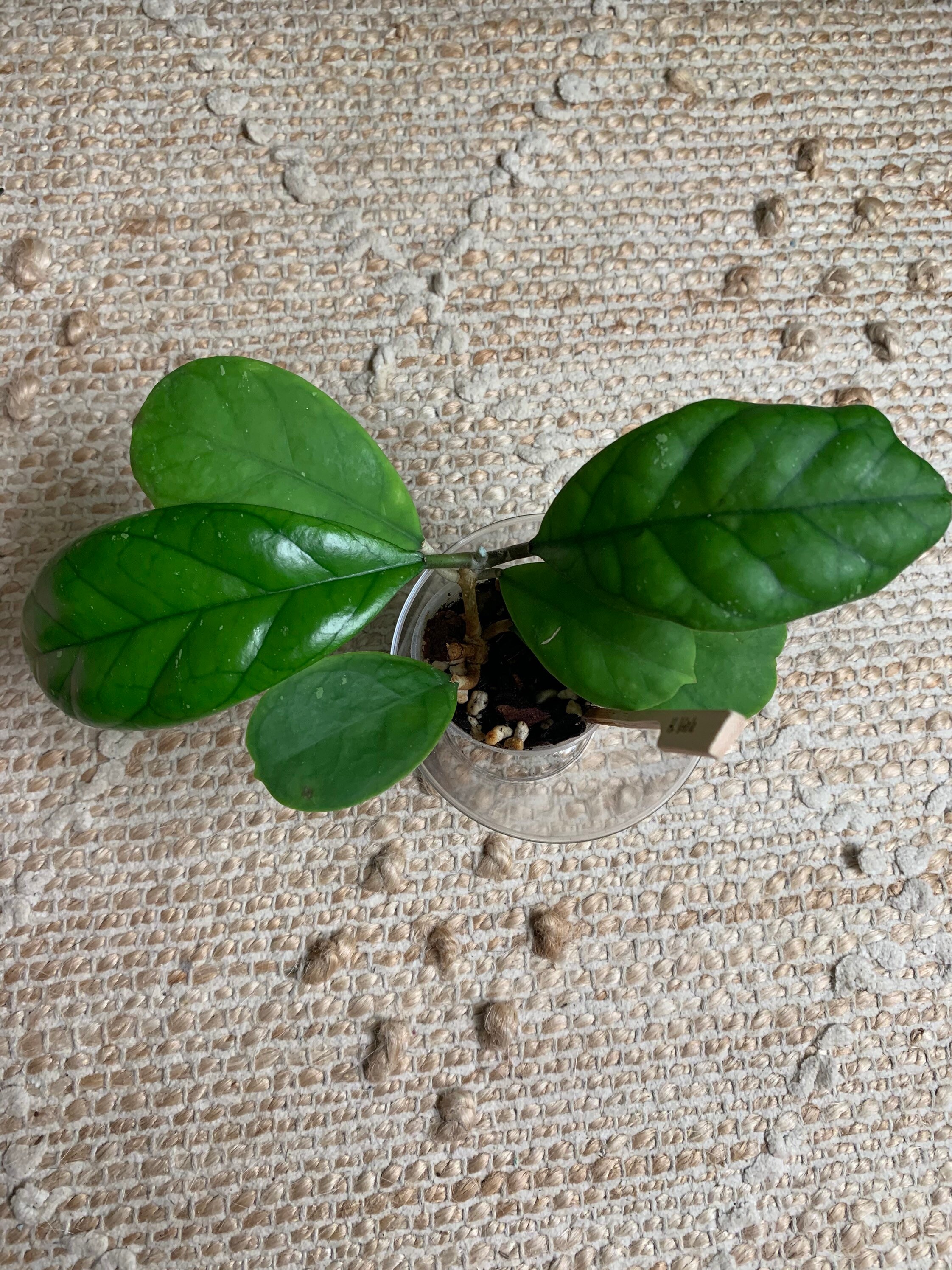 Rare Hoya Viola Houseplant 6 leaf Etsy