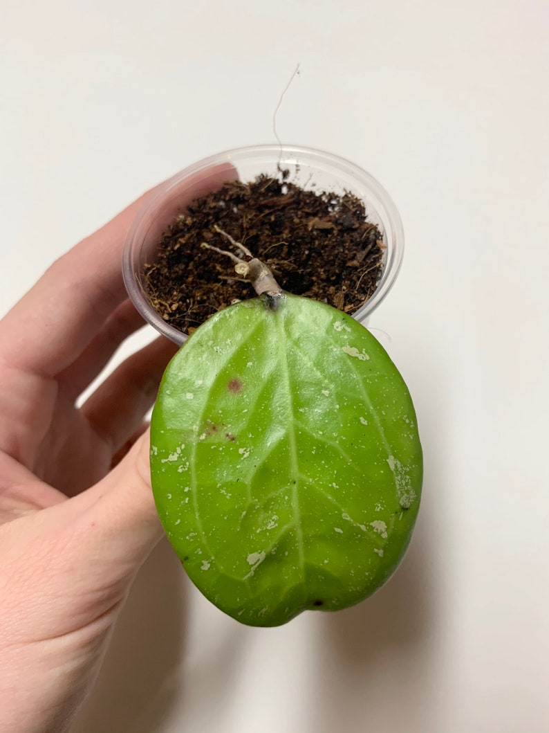 Hoya Michelle splash mb1258 rare Hoya houseplant rooted cutting ships in moss! Hoya Michelle splash mb1258 rare Hoya houseplant rooted cutting ships in moss!