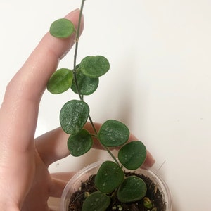 Hoya Michelle splash mb1258 rare Hoya houseplant rooted cutting ships in moss! Hoya Michelle splash mb1258 rare Hoya houseplant rooted cutting ships in moss!