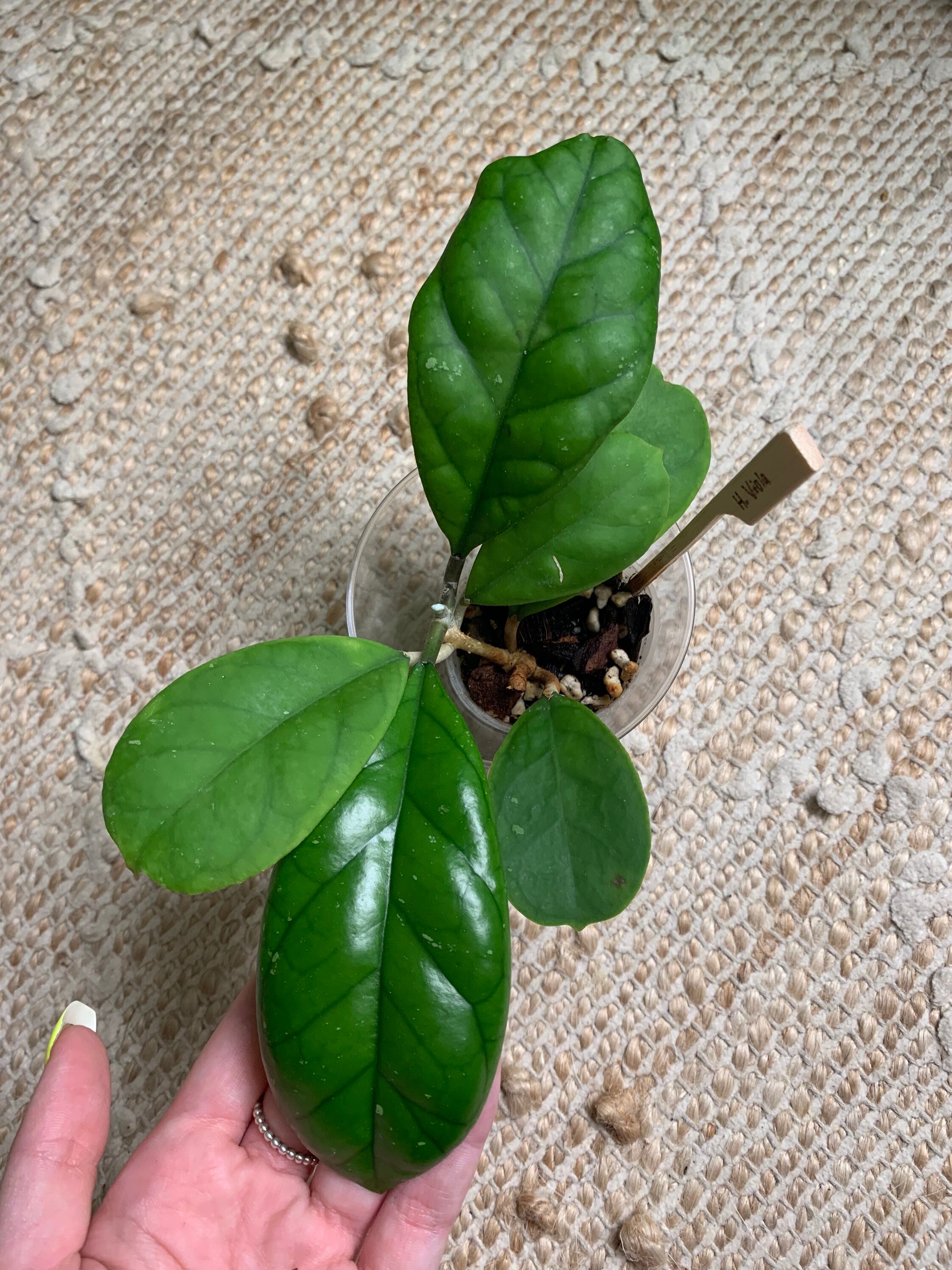 Rare Hoya Viola Houseplant 6 leaf Etsy