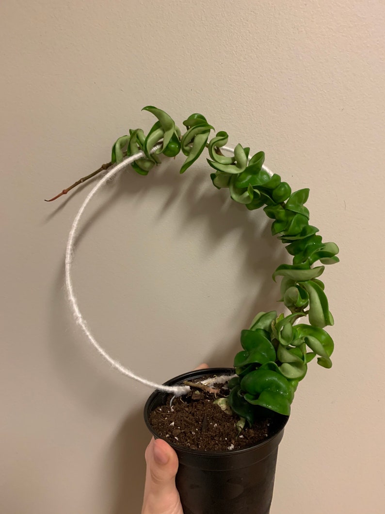 Hoya Hindu Rope & Large Trellis Etsy