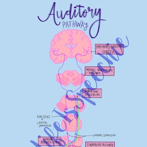 Auditory Pathway Diagram