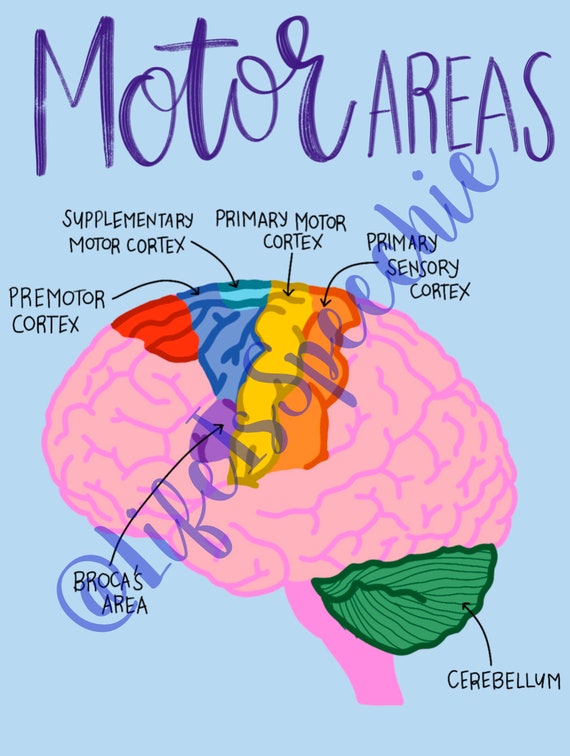 Motor Areas in the Brain Diagram Etsy
