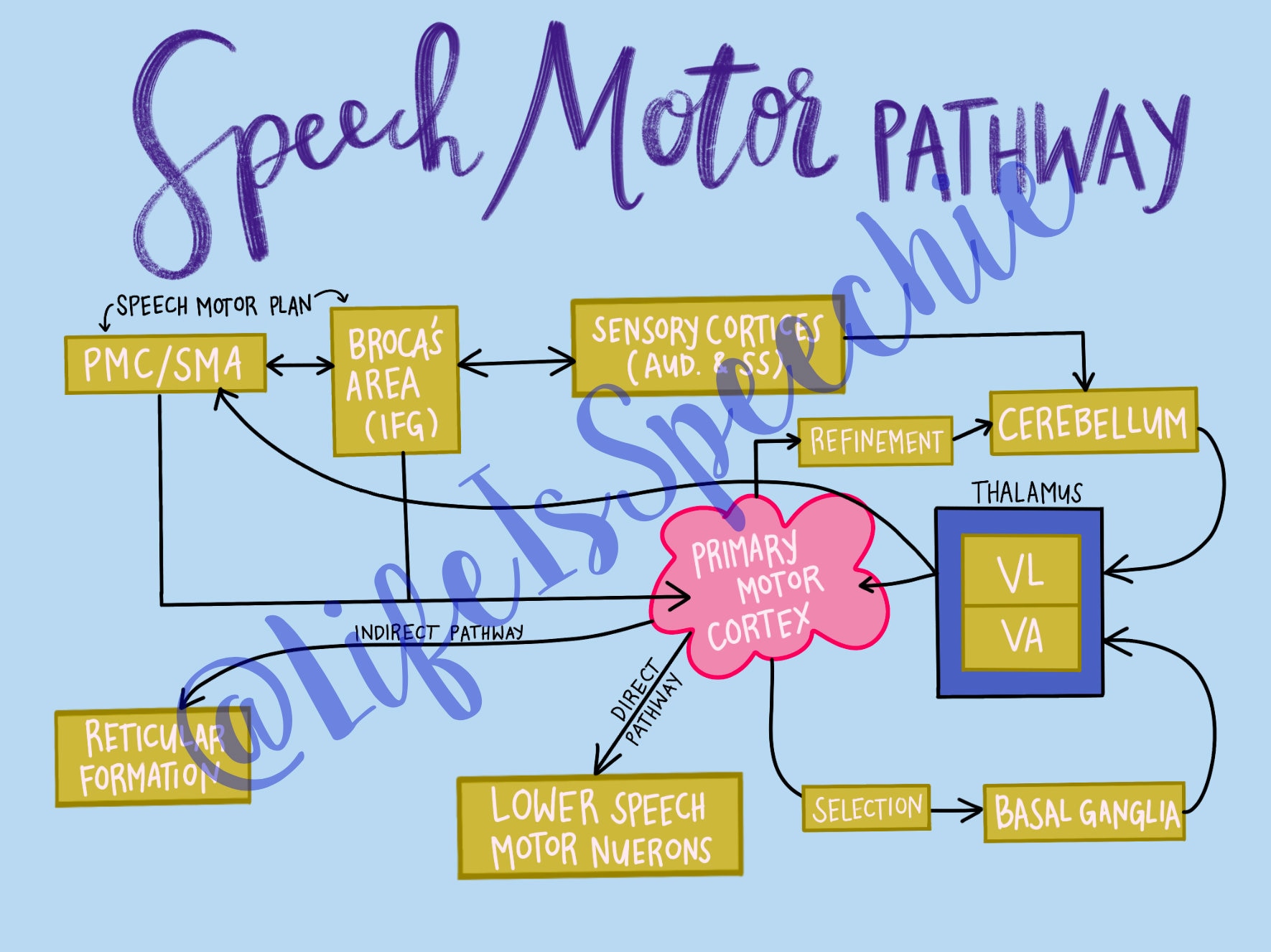 Speech Motor Pathway Diagram - Etsy