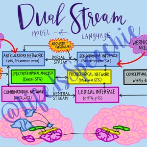 Dual Stream Model Diagram