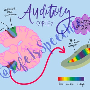 Auditory Cortex Diagram