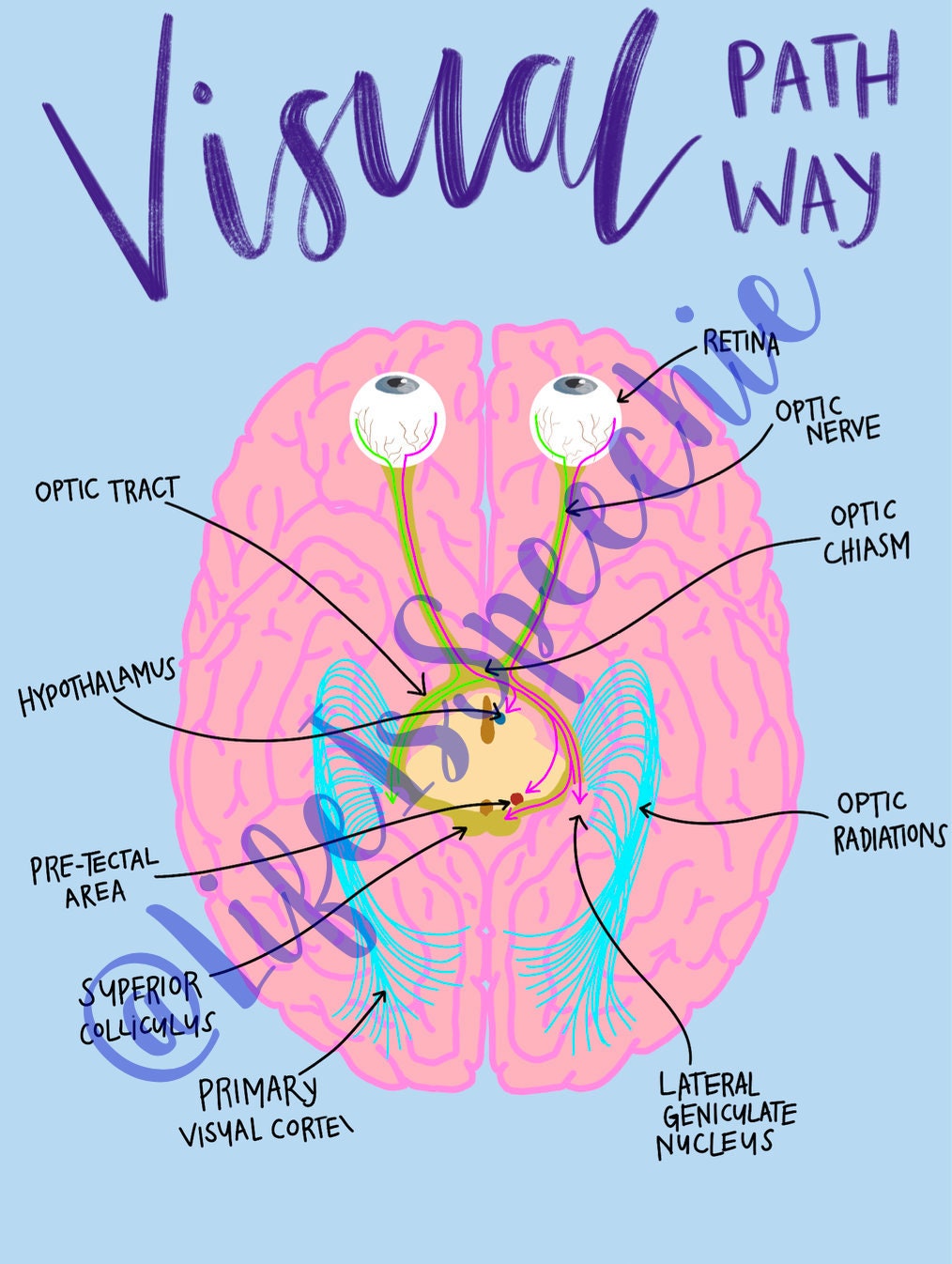 Visual Pathway Diagram - Etsy