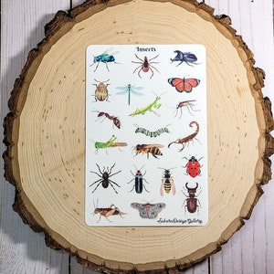 May include: A sheet of stickers featuring various insects, including a dragonfly, a praying mantis, a scorpion, a beetle, a bee, a ladybug, a butterfly, and a cricket. The stickers are on a white background and have a light wood background.