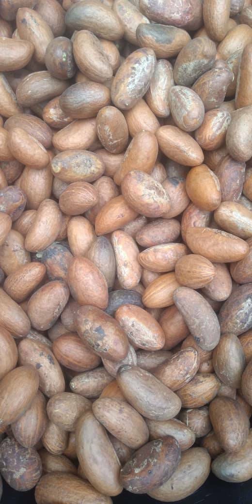 DISCOUNT on 100 Organic Bitter Kola Nut Garcinia Etsy UK
