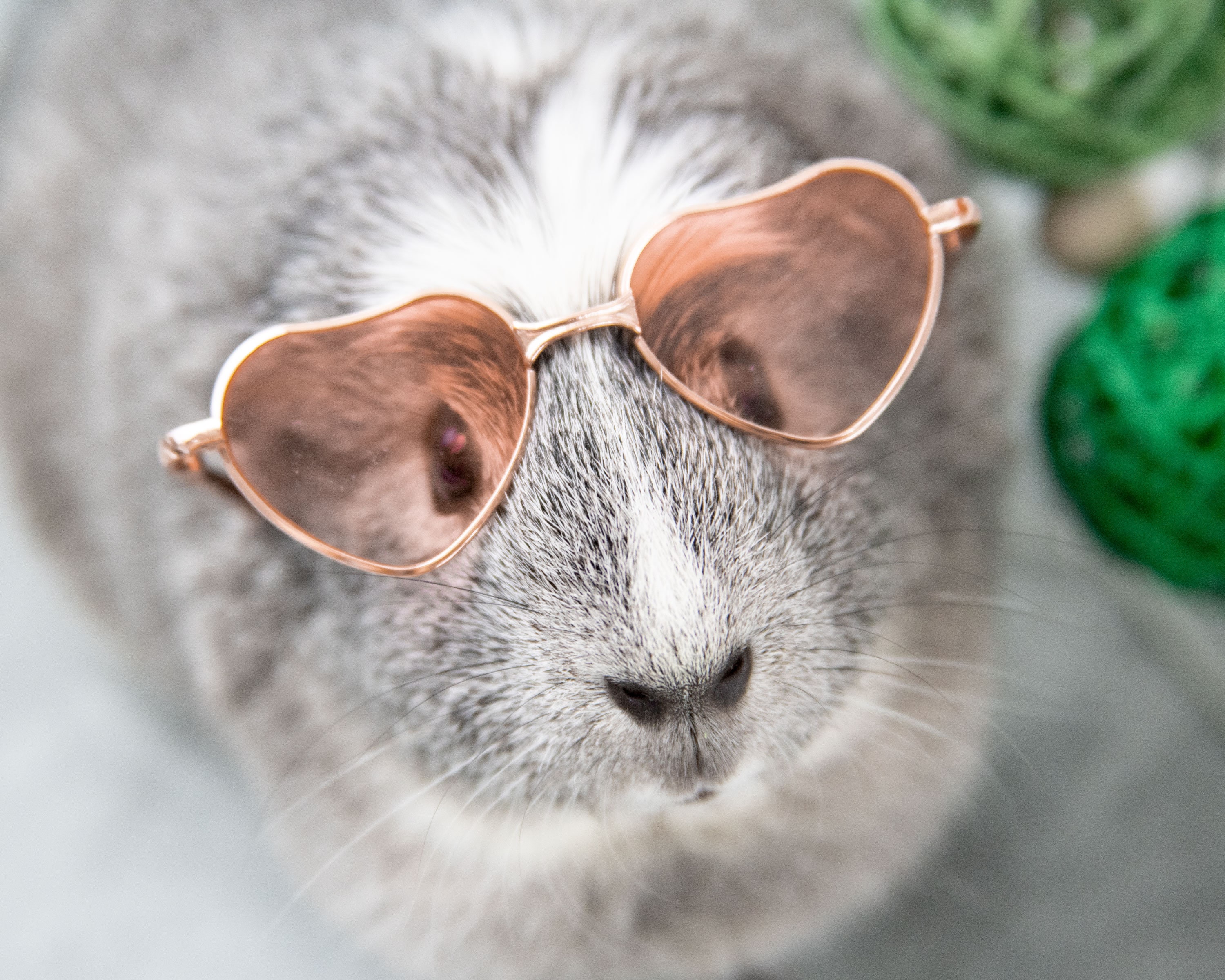 Mini Sunglasses Glasses for Pets, Rabbits, Cats, Dogs, Guinea Pigs