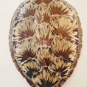 May include: A decorative turtle shell with a brown and tan pattern. The shell is oval-shaped with a series of geometric shapes. The shell has a white outline around each shape. The shell is against a white background.