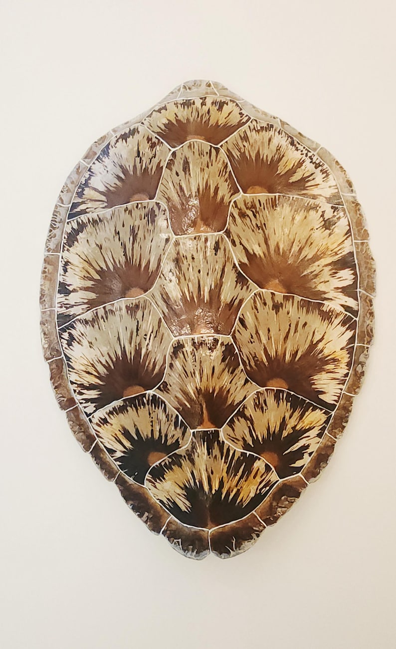 Green Turtle Shell - Etsy